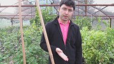 Tüplü Yediveren Kokulu Beyaz Sarmaşık Gül Fidanı Bakımı