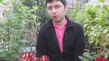 Yediveren Kokulu Gül Fidanı Bakımı