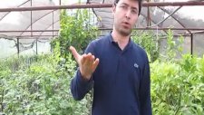 Ev ortamında Saksıda Balkonda Terasta Balkonda Gül Yetiştiriciliği