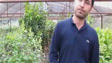 Gül Fidanı Ne Zaman Dikilir?