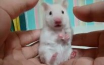 Hamster