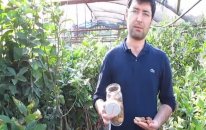 Bertina Badem Fidanı Çeşidi Özellikleri