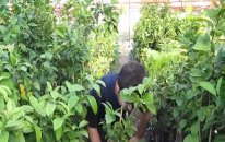 Limon Fidanı Dikimi Yetiştiriciliği