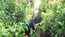 Limon Fidanı Dikimi Yetiştiriciliği