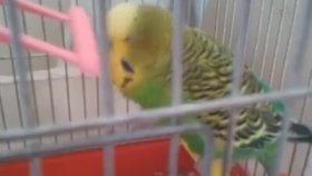 Muhabbet Kusu Videolari Izle Izlesene Com