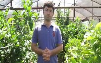Saksıda Limon Yetiştiriciliği