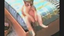 Sevgilisinden Ayrılmış Efkarlı Kedi