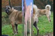 Aksaray Malaklı Köpekleri Ve Türk Çoban Köpekleri
