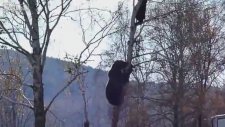 Ağaca Çıkan Ayı