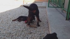 Rottweiler Yavruları