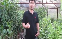 Badem Fidanı Ağacı Hangi Yüksekliklerde Yetişir?