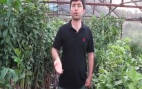Badem Fidanı Ağacı İlaçlaması Hastalıkları Ve Zararlıları