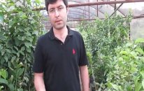 Badem Fidanı Ağacı Ülkemizde Hangi Topraklarda Yetişir