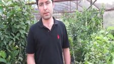 Badem Fidanı Ağacı Ülkemizde Hangi Topraklarda Yetişir