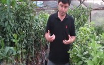 Badem Fidanı Nasıl Dikilir?
