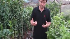Badem Fidanı Nasıl Dikilir?