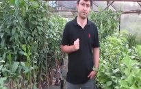 Bodur Klasik Aşılı Sertifikalı Badem Fidanı Dikim Aralıkları