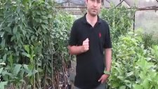 Bodur Klasik Aşılı Sertifikalı Badem Fidanı Dikim Aralıkları