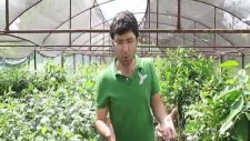Armut Yetiştiriciliğinde Karşılaşılan Hastalıklar Zararlılar Ve Mücadelesi