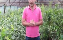 Saksıda Ahududu Meyve Fidanı Yetiştiriciliği