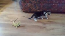 İguana Görünce Korkudan Feleği Şaşan Kedi Yavrusu