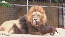 Dişlerini Köpeğe Fırçalatan Aslan!