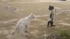 Karateci Kedi