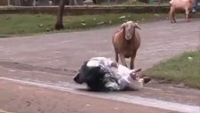 Brezilya'da Yoldan Geçen İnsanlara Saldıran Kızgın Bir Keçi