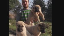 Kangal