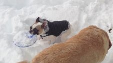 Tatlı köpeklerin kar mücadelesi