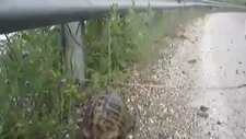 Ninja Public Kaplumbağa
