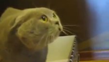 Konuşan Kedi