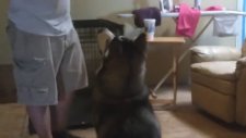 Ölü Numarası Yapan Köpek