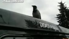 Horoz gibi öten karga!