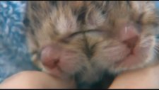 İki Başlı Kedi Görenleri Şaşırtıyor