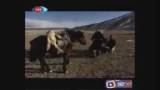 Yırtıcı Hayvanlar Belgeseli
