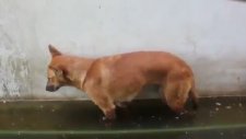 Ayakta Uyuyan Köpek