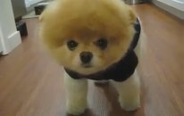 Oyuncak Köpek