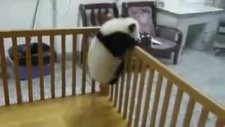 Yavru Panda Firar etmeye çalışıyor