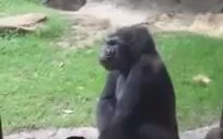 Çocukları Korkutan Goril