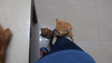 Kedicikler yiyecek almak için insan merdiveni kullanmak
