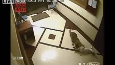 Leopar eve girip köpeği öldürüyor!