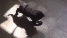 Gölgesiyle Kavga Eden Yavru Kedi