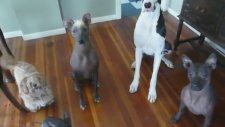 Söz Dinleyen Akıllı Köpekler