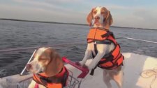 Gezmeyi Eğlenmeyi Seven Sevimli Köpekler