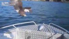 Kartal Teknedeki Balığı Kaptı