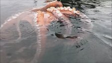 Balıkçının Yakaladığı Büyük Ahtapot