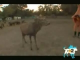 Lama