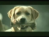 Onurlu köpek