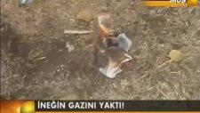 İneğin Gazını Yaktı